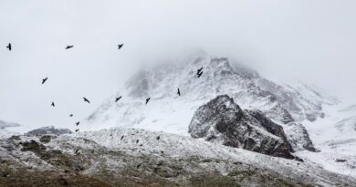 birds cold fog 4037 825x550 1