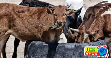 महोबा : बीमार जिंदा गौवंश को नोचकर खा रहे आवारा कुत्ते,  प्रशासनिक अनदेखी