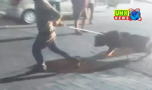कानपुर में जर्मन शेफर्ड ने मालकिन को मार डाला, 2 घंटे तक घूम-घूमकर नोचता रहा