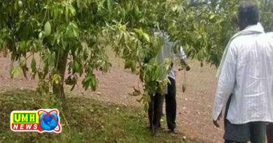 बुलंदशहर : 60 % कच्चे आम गिरे, आंधी से आम के बागों को नुकसान