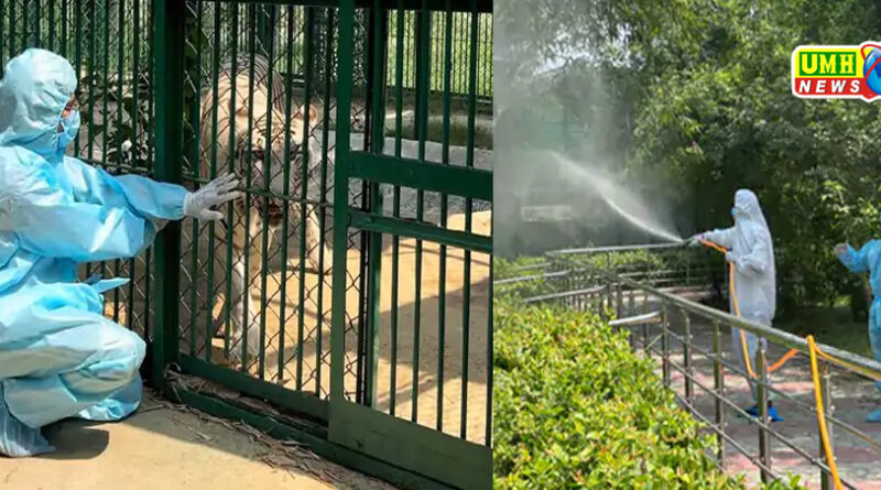 गोरखपुर जू में बाघिन में बर्ड फ्लू वायरस मिला, कर्मचारियों की हो रही सैंपलिंग