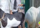 लखनऊ : 12 खुर वाला बकरा, कीमत 3 लाख, नाश्ते में बादाम खाता है
