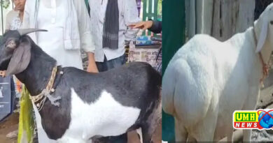 लखनऊ : 12 खुर वाला बकरा, कीमत 3 लाख, नाश्ते में बादाम खाता है