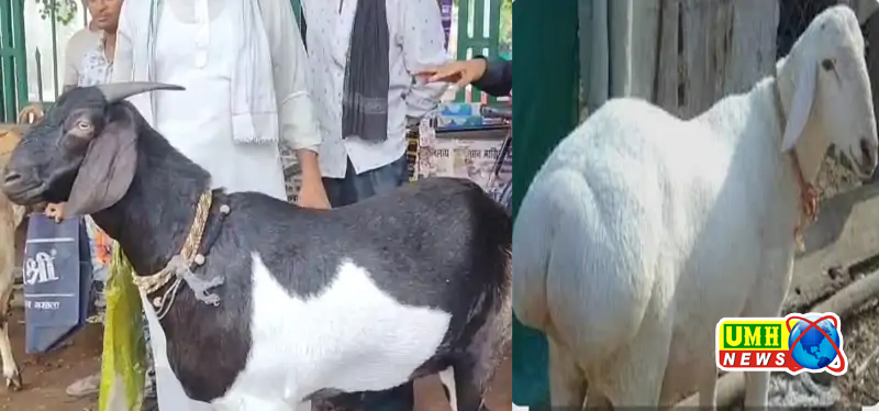 लखनऊ : 12 खुर वाला बकरा, कीमत 3 लाख, नाश्ते में बादाम खाता है