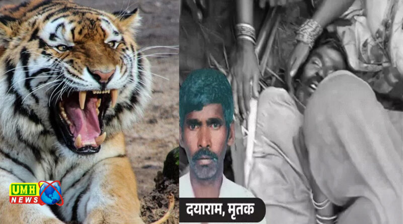 पीलीभीत : बाघ ने किसान को मार डाला, गले-सीने पर पंजे मारे
