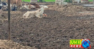 Death of cattle in Khurja's cowshed, condition of cows is very bad.