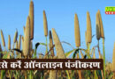 2 अक्टूबर से शुरू होगी बाजरा की MSP पर खरीद, ऐसे करें पंजीकरण