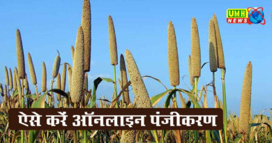 2 अक्टूबर से शुरू होगी बाजरा की MSP पर खरीद, ऐसे करें पंजीकरण