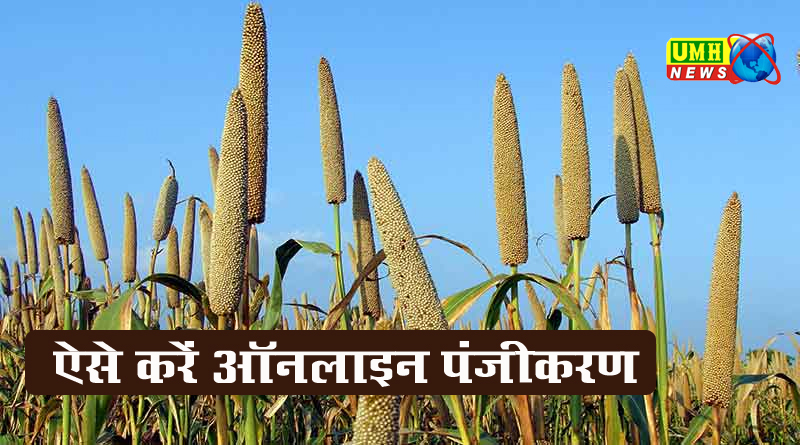 2 अक्टूबर से शुरू होगी बाजरा की MSP पर खरीद, ऐसे करें पंजीकरण