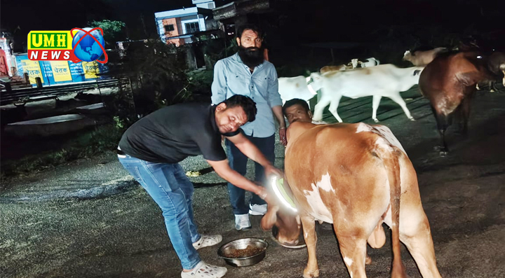 बेसहारा गायों के साथ युवा ने मनाया 34 वा जन्मदिन