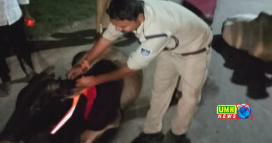 टीकमगढ़ : रात में दुर्घटनाओं से बचने हेतु पशुओं के सींगों पर लगाया रेडियम