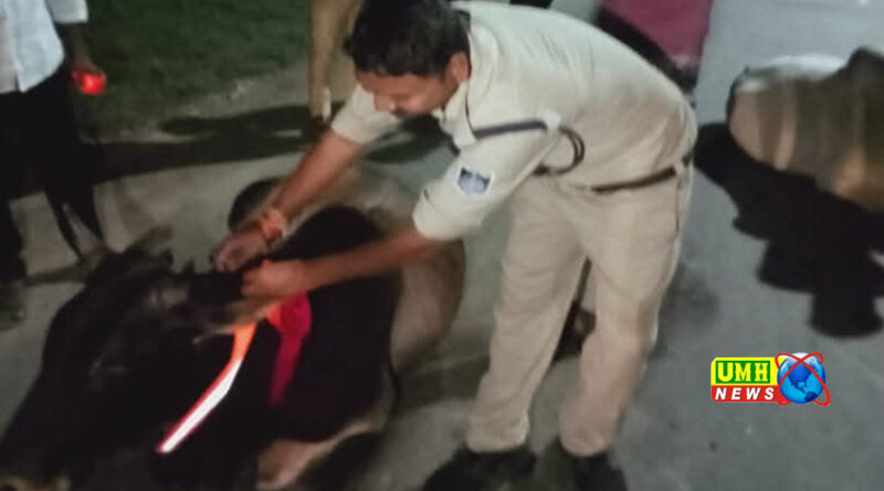 टीकमगढ़ : रात में दुर्घटनाओं से बचने हेतु पशुओं के सींगों पर लगाया रेडियम