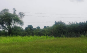 भीलवाड़ा : बिजली विभाग की लापरवाही के कारण 2 महीने से खेत में झूल रही 11 हजार केवी लाइन