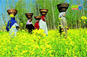 नवंबर में ऐसे करें सरसों की बुवाई, तेल की मात्रा बढ़ेगी