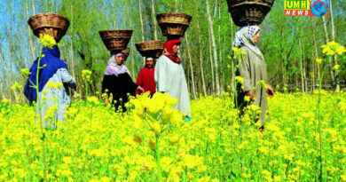 नवंबर में ऐसे करें सरसों की बुवाई, तेल की मात्रा बढ़ेगी