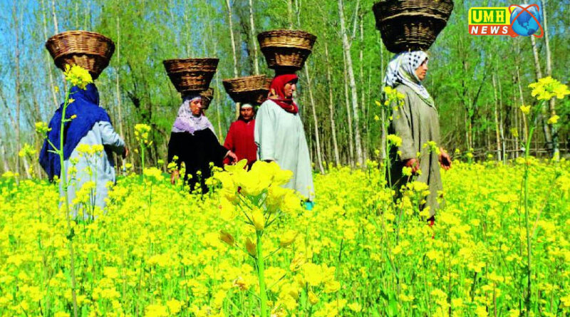 नवंबर में ऐसे करें सरसों की बुवाई, तेल की मात्रा बढ़ेगी