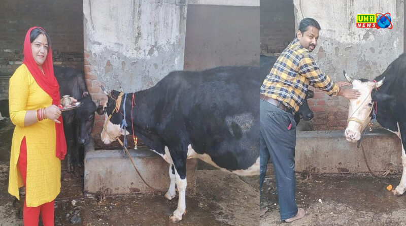 खुर्जा में गोपाष्टमी पर्व मनाया गया, महिलाओं ने किया पूजन