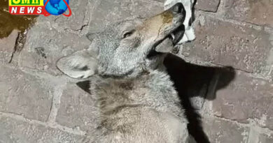 बहराइच : बच्ची को उठाकर ले जाने वाले भेड़िए का एनकाउंटर