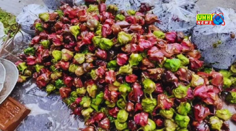 कम मेहनत, तीन महीने में लाखों का मुनाफा... सिंघाड़े की खेती..