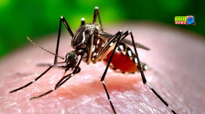 खुर्जा। मच्छरों का प्रकोप लगातार बढ़ रहा, स्थानीय लोग परेशान