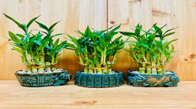 Lucky Bamboo brings good luck and positive energy to the house