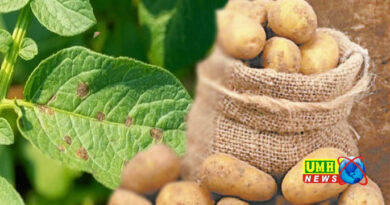 आलू की पत्तियों पर काले धब्बे दिखें तो समझ जाएं खतरा!