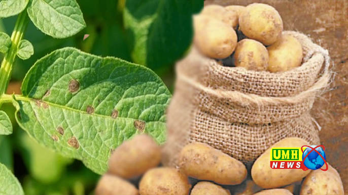 आलू की पत्तियों पर काले धब्बे दिखें तो समझ जाएं खतरा!