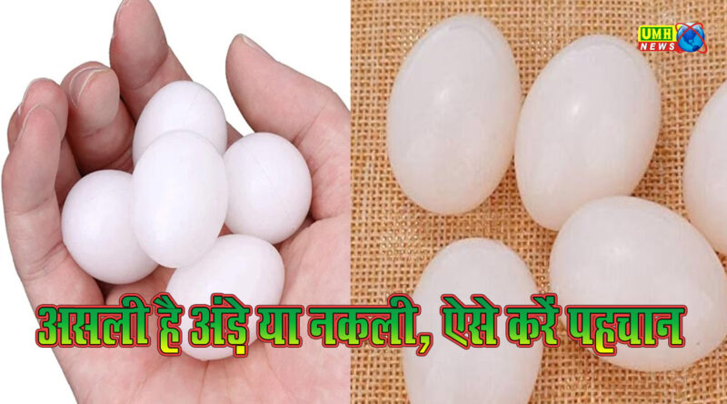बिक रहे नकली Eggs, 10 वॉर्निंग संकेतों से करें सड़े अंडों की पहचान