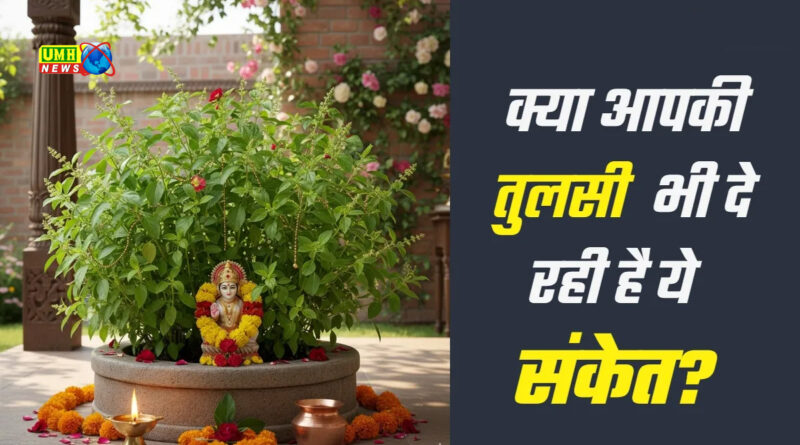 क्या तुलसी सच में देती हैं आने वाले संकटों के संकेत?