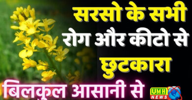 बदलता मौसम सरसों की फसल के लिए लाया चिपकू कीट का खतरा