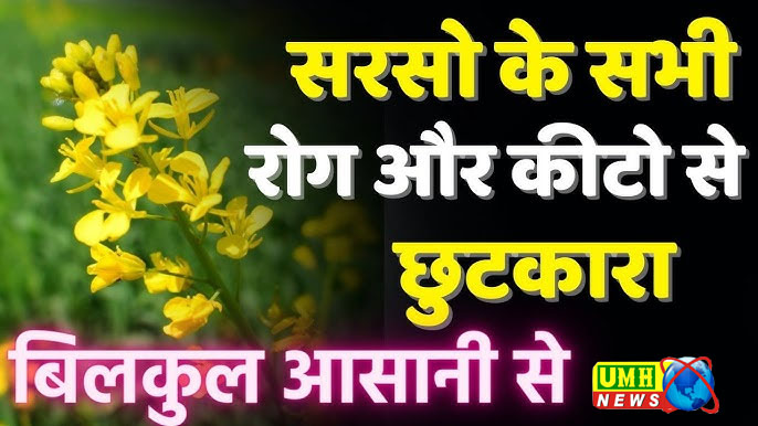 बदलता मौसम सरसों की फसल के लिए लाया चिपकू कीट का खतरा