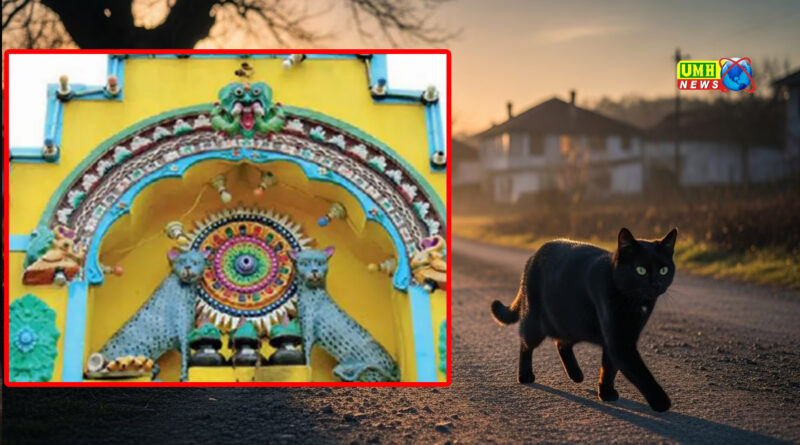 बिल्ली को देवी मानकर पूजते हैं लोग, जानें