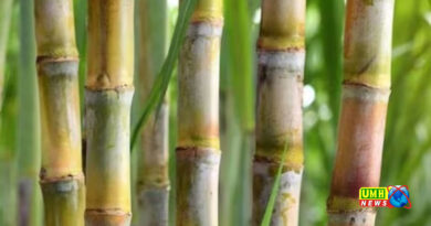 गन्ने की बुवाई का समय शुरू ,  मंडराया ‘रेड रॉट’ का खतरा