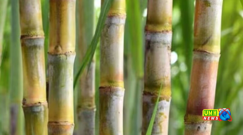 गन्ने की बुवाई का समय शुरू , मंडराया ‘रेड रॉट’ का खतरा