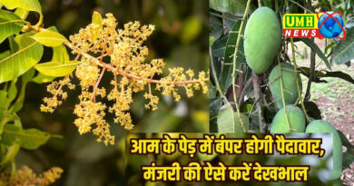 आम के पेड़ के मंजरी की 6 तरीके से करें देखभाल, मैंगो से लदे होंगे पेड़