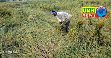 बुलंदशहर/खुर्जा में तेज बारिश से गेहूं की फसल को भारी हानि