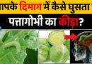 पत्ता गोभी में छिपे बारीक कीड़ों की पहचान कैसे करें? जानिए