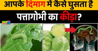 पत्ता गोभी में छिपे बारीक कीड़ों की पहचान कैसे करें? जानिए