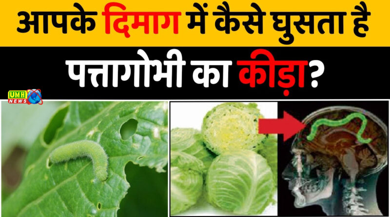 पत्ता गोभी में छिपे बारीक कीड़ों की पहचान कैसे करें? जानिए