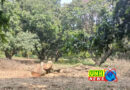 Bulandshahr: Illegal cutting of fruit trees, video goes viral